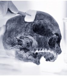 Lab technician cleaning a skull