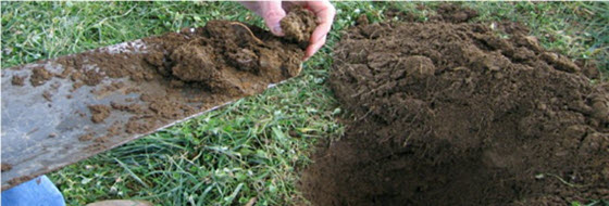 Shovel with dirt on it taken from a grassy area