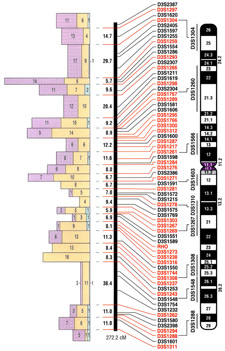 Image of different DNA Markers