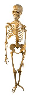 Skeleton