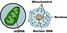 A Diagram of a Cell