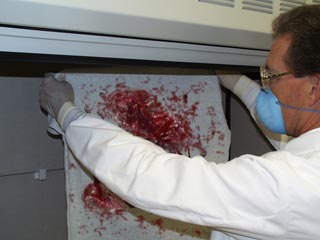 Image of technician air-drying evidence