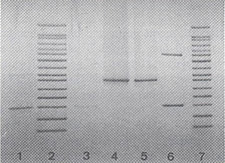Image of AmpFLPs