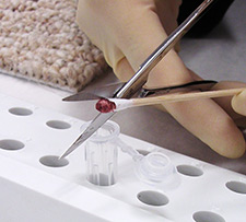 photo of gloved hand cutting off the tip of a cotton swab with blood on it. 