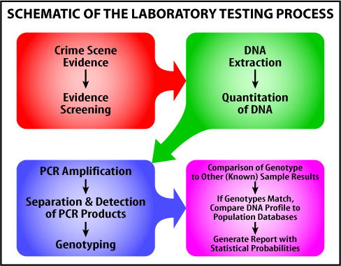 illustration of four bubbles with arrows that show the steps of the laboratory testing process