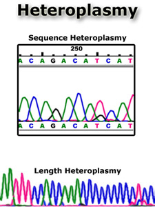 illustration of Heteroplasmy