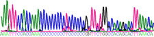 illustration of length heteroplasmy