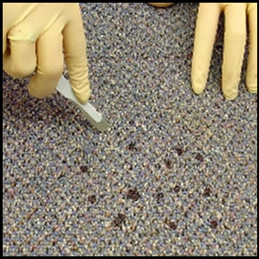 Image of using a clean cutting device to remove a section of carpet containing a stain 