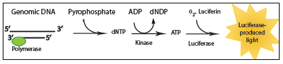 Graphic illustrating AluQuant™ Human DNA Quantitation System