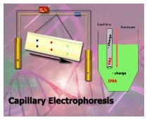 Capillary Electrophoresis