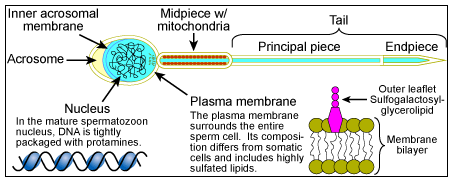 Diagram of Denaturation and Hydrolysis of Proteins