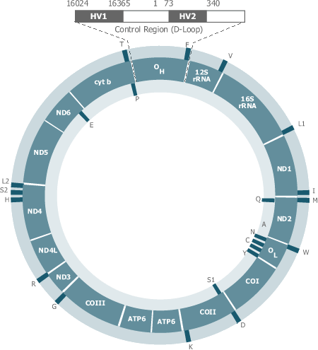 Mitochondrial DNA Control Region