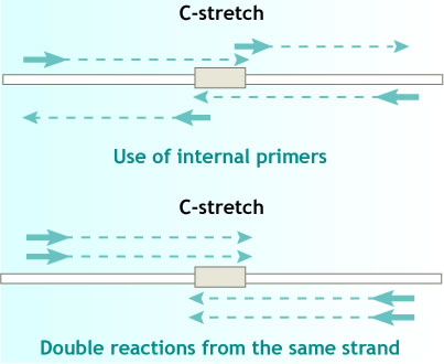 Heteroplasmy and Mutations