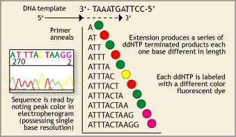 Mitochondrial DNA mtDNA Sequencing