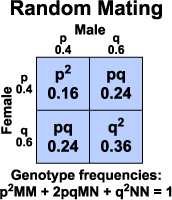 Diagram of Random Mating
