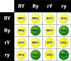 Image of a Punnett square