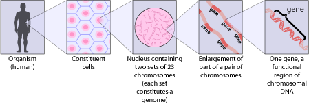 Diagram illustrating genetic diversity