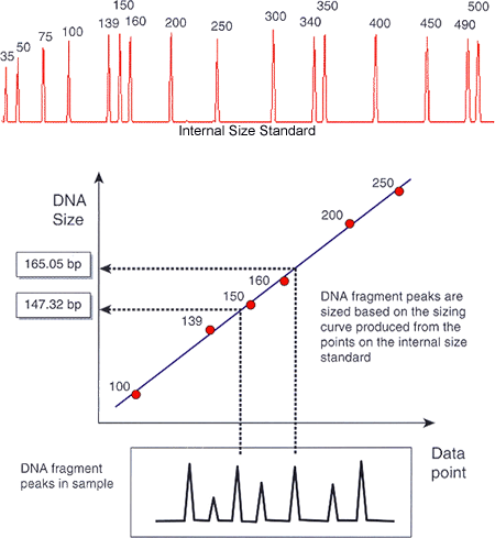 Graphic of GeneScan Sizing Peaks
