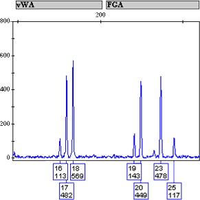An electropherogram demonstrating a mixture