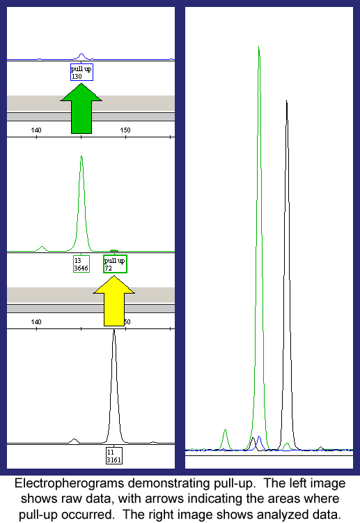 Electropherograms demonstrating pull-up