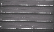 Photo of slab gels