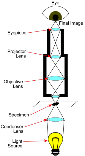 Basic diagram of a compound light microscope