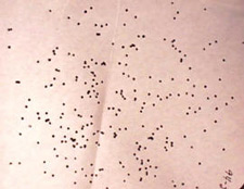 Portion of a shot pattern