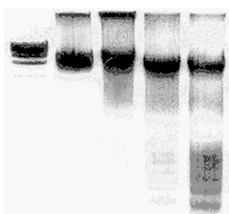 Image of inhibitors
