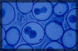 Photo of microscopic dna