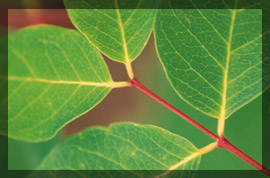 Photo of leaves
