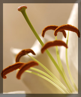 Photo of flower with pollen