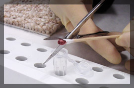 Photo of a DNA sample in a vial being retested. 