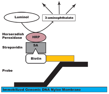 Illustration of Slot Blot Hybridization