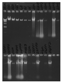 Image of yield gel technique