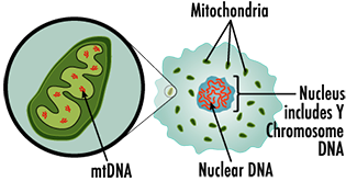 Illustration of a cell