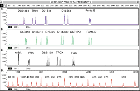 DNA Amplification - Locus Size