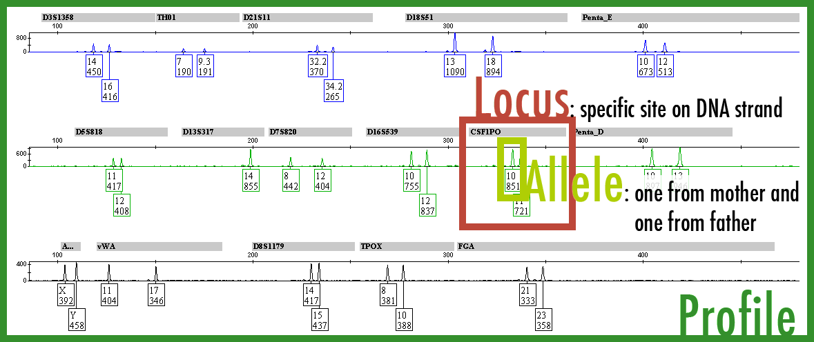 Graph of Locus, Alleles, and Profile