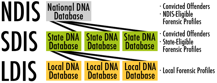 illustration of the relation of National to State and Local Databases