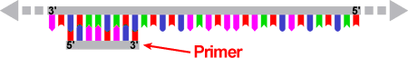 Primer