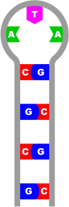 Diagram of self-complementarily