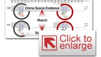 Thumbnail Photo of a DNA profile match example using a graphical software program.
