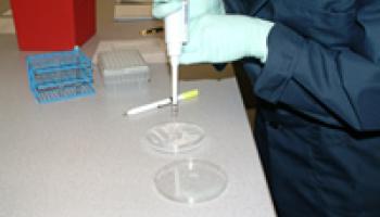 Photo of biological evidence being sampled and tested in a lab
