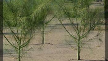 Photo of trees in a desert